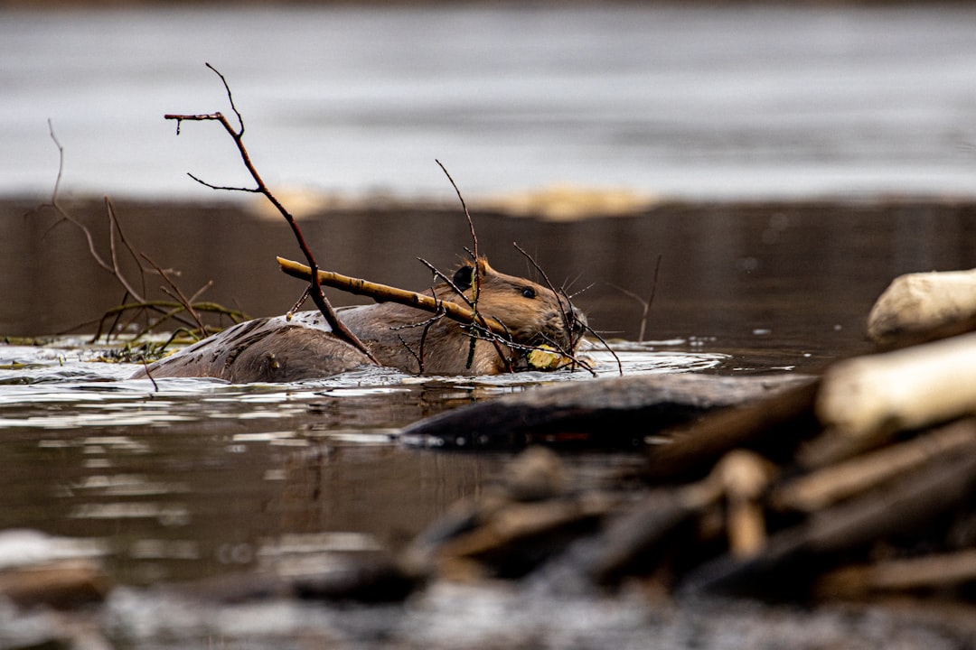 The Timeless Elegance of the Beaver Hat